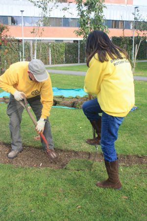 Rotary Bulb Planting 2016