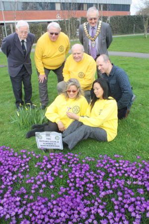 Rotary Club Bulb Planting in Blume